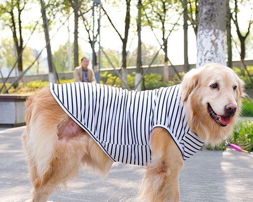 如何让你的拉布拉多狗在夏天里快乐度过（夏日炎炎，如何照顾你的拉布拉多宠物？）