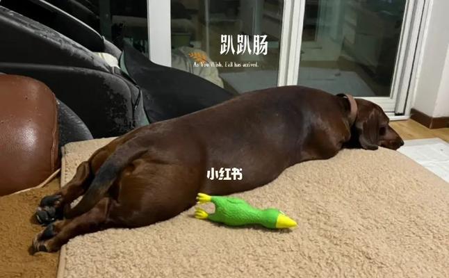 如何正确护理你的腊肠犬（从饮食到运动，做好每一个细节）