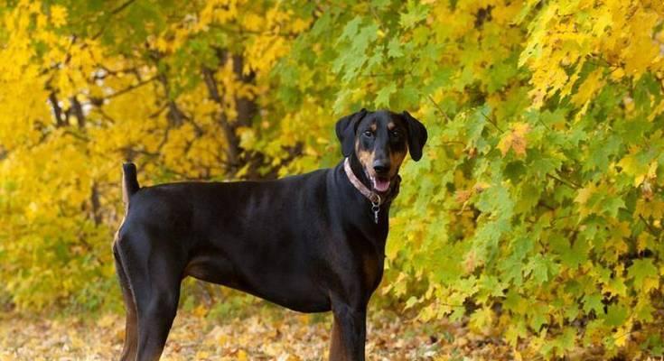 为什么腊肠犬要断尾？（探讨腊肠犬断尾现象的原因和影响）