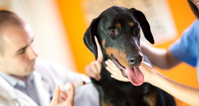 腊肠犬易患疾病（了解这些常见疾病，让腊肠犬更健康）