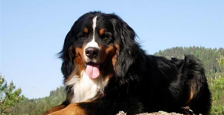 老年伯恩山犬养护指南（健康快乐的老年伯恩山犬养成计划）