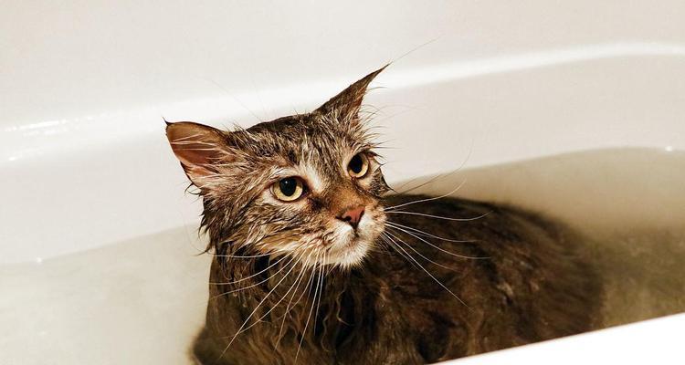 宠物猫洗澡注意事项（爱猫人士必读！猫洗澡这些细节不可忽略）