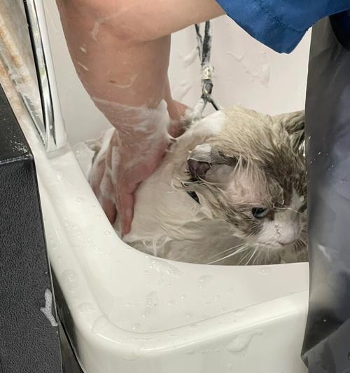 如何让宠物猫咪喜欢洗澡？