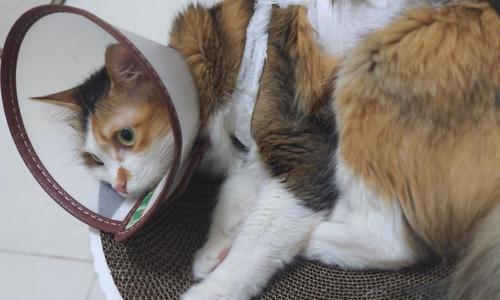 如何处理宠物猫咪乳腺肿瘤？（为您提供详细的治疗方案和护理建议）