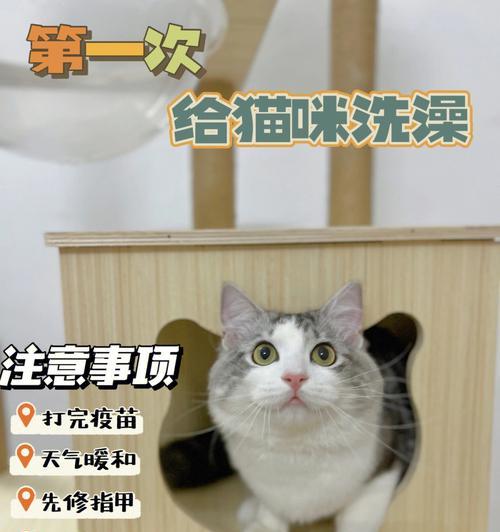 夏季宠物猫咪洗澡注意事项（宠物猫咪夏季洗澡的正确姿势）