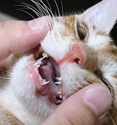 宠物猫咪为什么会换牙？（了解猫咪生长过程，关注牙齿健康）