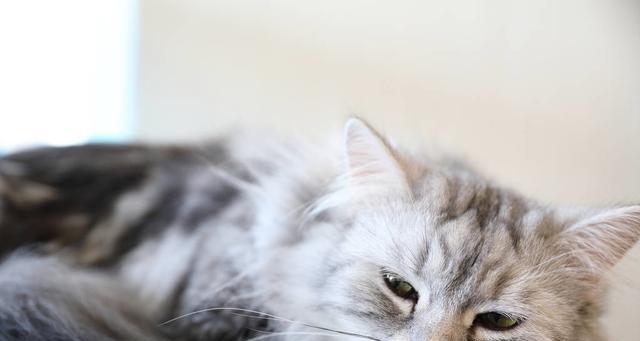 夏天宠物猫的中暑问题（如何避免猫咪在夏天中暑）