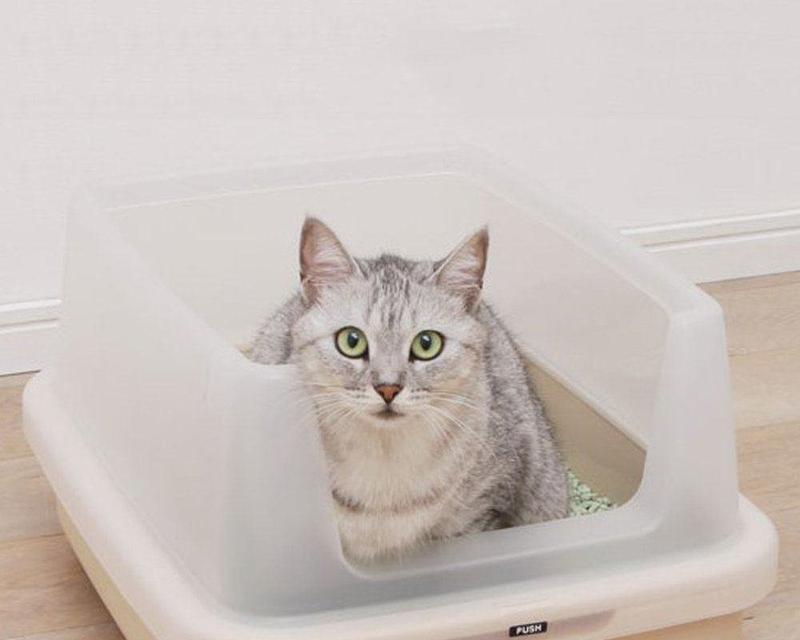猫砂盘清理频率的注意事项（如何定期清理猫砂盘）