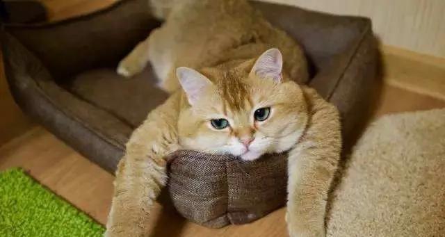 如何解决宠物猫食欲不振问题？（掌握以下15个小技巧，让你的宠物猫食欲旺盛！）