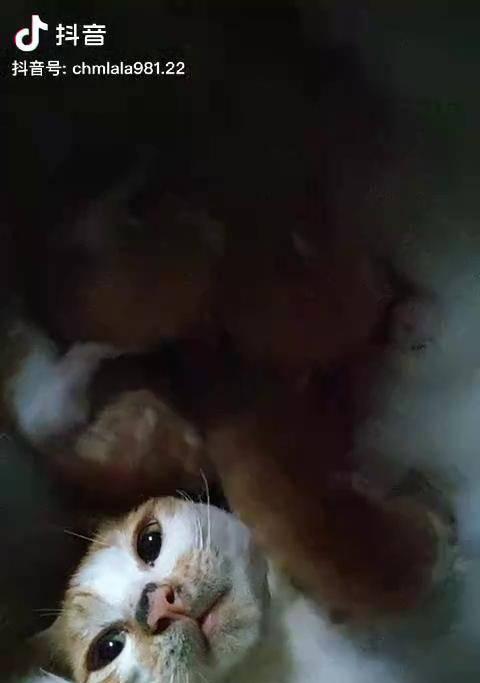 猫咪夜夜叫，是它的需求还是我们的问题？（探究猫咪叫的原因和如何解决）