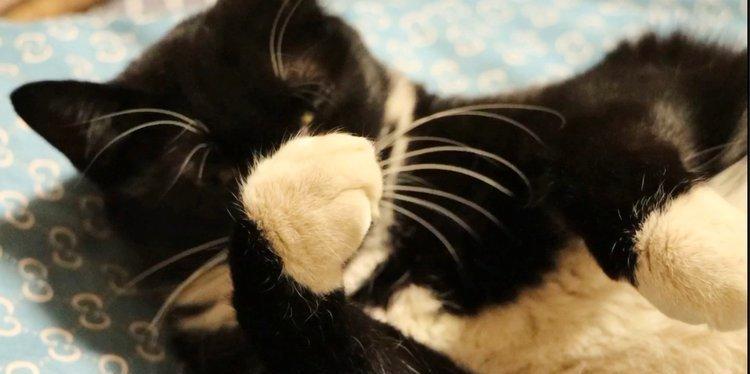 探讨宠物猫舔爪子的行为（行为习惯，健康因素以及心理诠释）