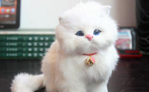 猫尾巴的神奇之处（从宠物的角度探讨猫尾巴的作用）