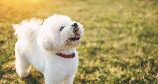 美容对贵宾犬的影响（探究美容对贵宾犬的身体和心理带来的影响）