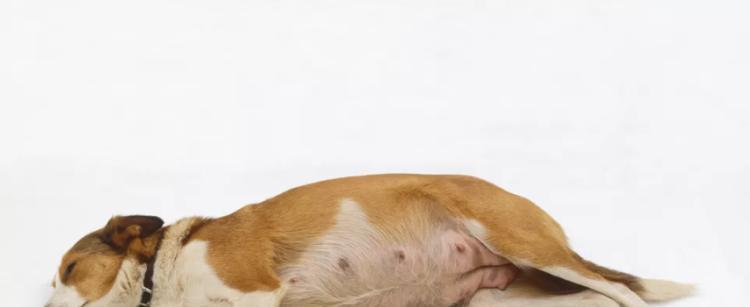 如何判断母犬是否怀孕？（宠物怀孕检测方法详解，提高宠物的生育率）