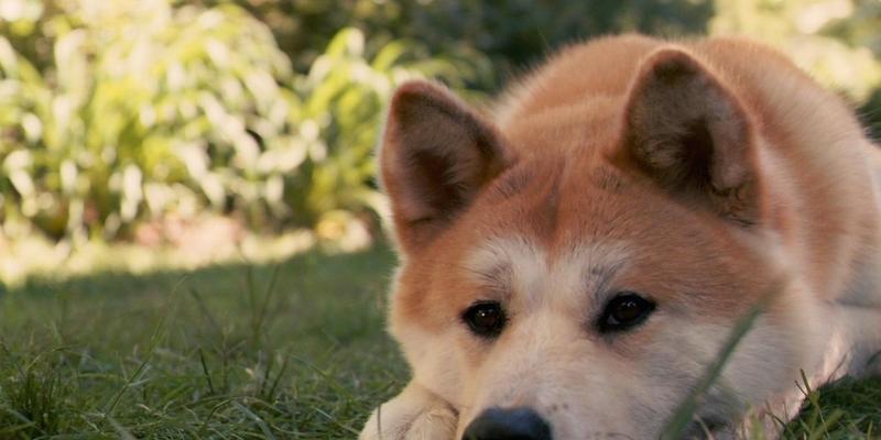 培养秋田犬舒适休息的秘诀（宠物养成必须知道的关键技巧，打造舒适温馨的家居环境）