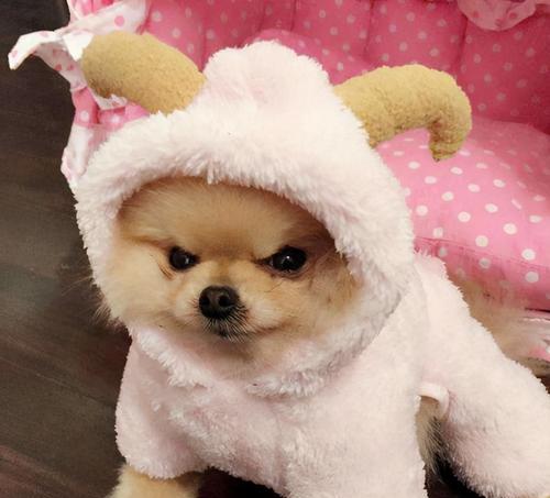 偏食对博美犬的影响（了解宠物饮食的重要性，养成合理喂养的好习惯）
