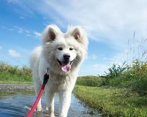 秋田犬哺乳期的照顾：让你的小犬宝宝健康成长