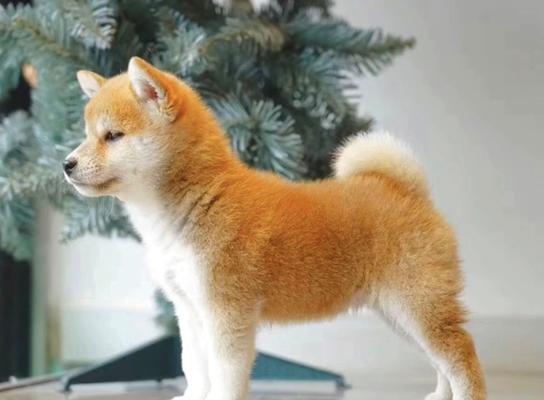 秋田犬和柴犬的区别（探究两种日本犬的外貌、性格、饲养习惯）