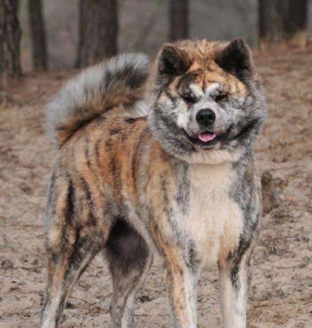 了解秋田犬（传统日本犬的宠物选择）