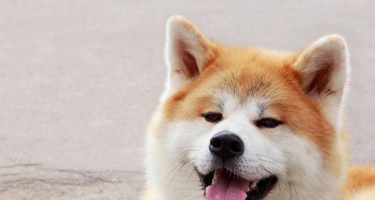 秋田犬生病应对全攻略（如何保护宠物的健康与幸福？）