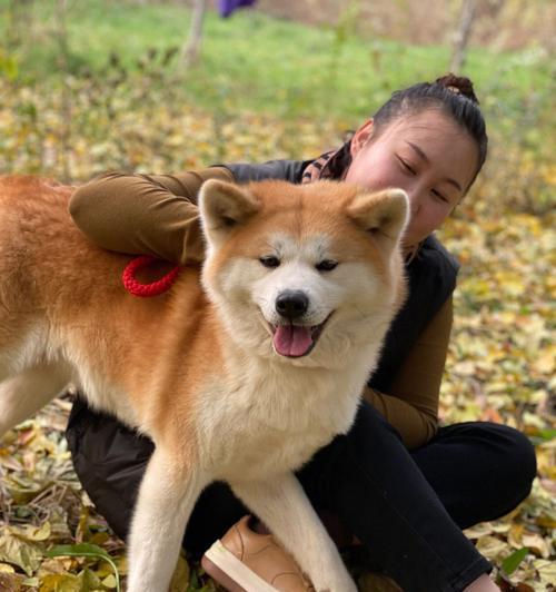 秋田犬饲养全指南（打造健康快乐的秋田犬生活）