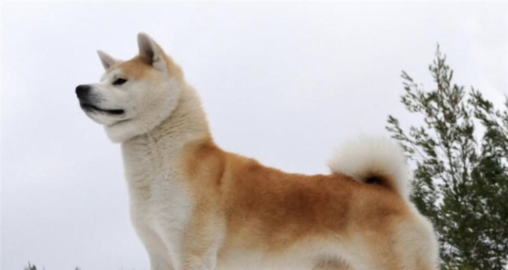秋田犬为什么厌食？解决方法大揭秘（宠物饲养误区、健康饮食规律与秋田犬厌食的治疗法）