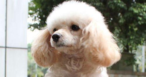如何解决宠物犬口臭问题（以拳师犬为例，让你的宠物口气清新舒适）