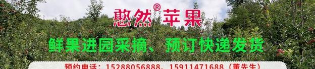 如何消除以拳师犬体臭（宠物爱好者必看的清除犬臭秘诀，从根源解决气味问题）