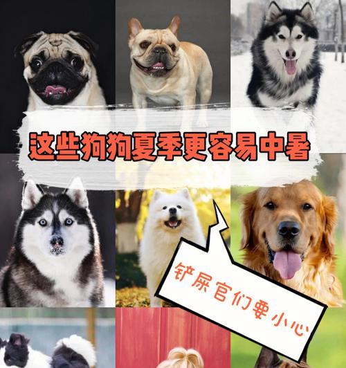 保护狗狗，远离中暑（保护狗狗，远离中暑）