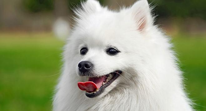 如何有效处理银狐犬的掉毛问题（以宠物为主，让你的银狐犬焕然一新）