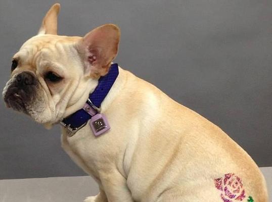 如何为爱犬修毛削甲？（宠物美容小技巧，让爱犬更健康快乐。）