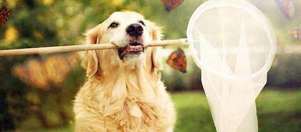 如何给你的金毛犬做美容（让你的毛孩变身萌萌哒）