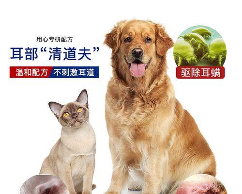如何给宠物猫清洁耳朵（有效清理耳道，让猫咪健康无忧）