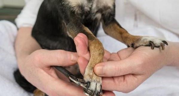 犬类指甲修剪全攻略（从选购工具到正确修剪，让宠物的小爪子更健康）