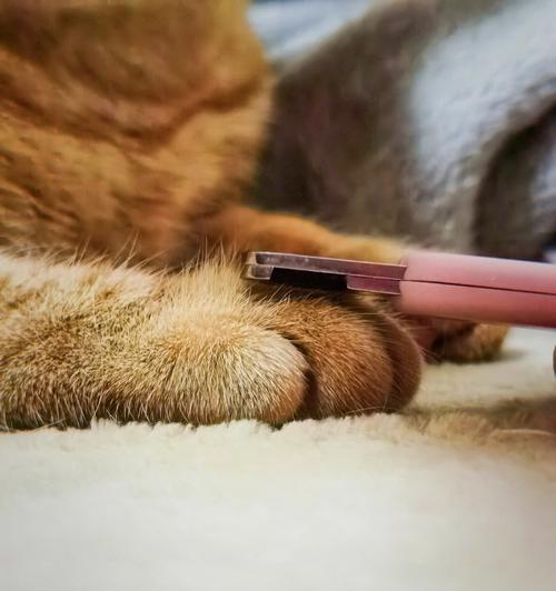 宠物护理（简单易学的小技巧让你的猫咪爪爪更舒适）