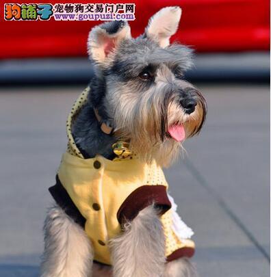 如何给雪纳瑞犬正确梳毛（宠物护理技巧，提高爱犬舒适度）