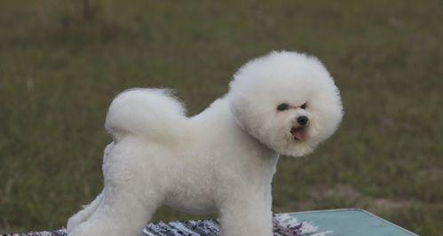 晚年比熊犬的护理（让您的宠物晚年健康快乐）