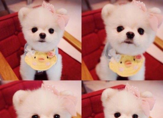 如何准确判断银狐犬的寿命？（以宠物为主，简单易懂的判断方法一一介绍）