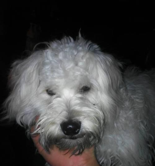 京巴犬口臭解决方法（宠物健康必须注意，让京巴犬远离口臭困扰）