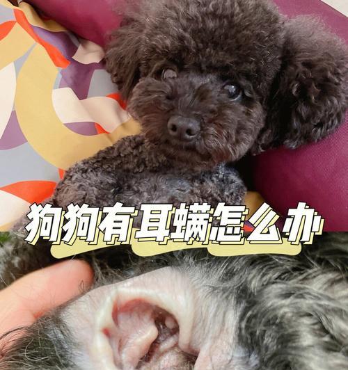 如何正确清洁宠物狗的耳朵？（用正确的步骤和技巧，保持您宠物狗的耳朵健康）
