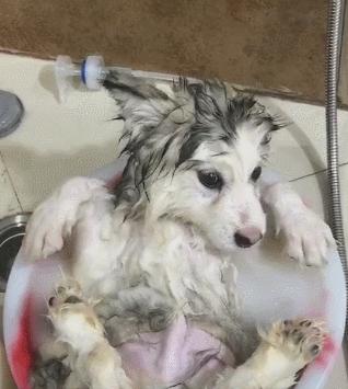 让你的宠物爱上洗澡，轻松解决宠物洗澡难题（建立良好的洗澡习惯，让你的狗狗爱上洗澡）