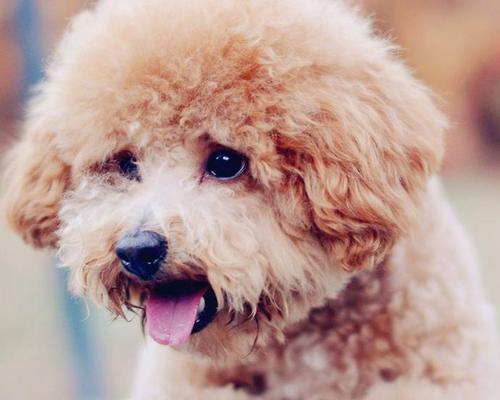 如何让你的宠物犬被毛有光泽？（让你的爱犬焕发健康光彩，）