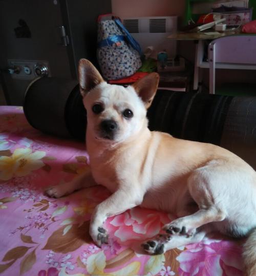 如何帮助吉娃娃犬减肥（宠物的健康，需要我们的关注）