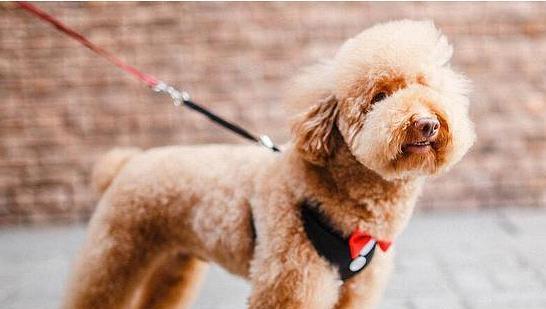 泰迪犬剪趾甲必备技能（宠物爱好者必读，让你的泰迪犬趾甲更加健康）