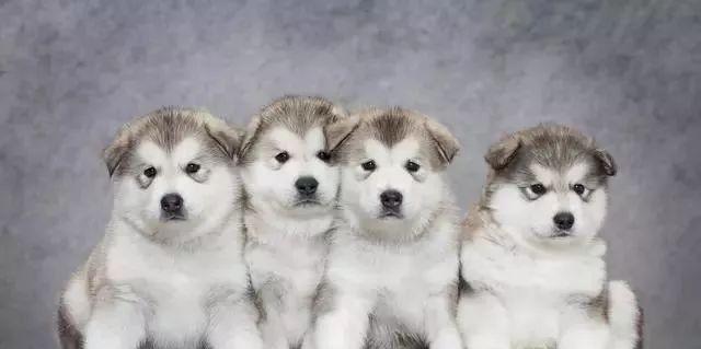 如何成功同时养两只狗狗？（解决多只宠物共存的难题，让生活更美好）