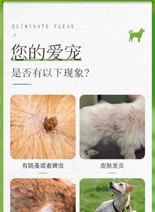 宠物养护之去骚除虱（15个步骤带你轻松除掉狗狗身上的骚和虱）