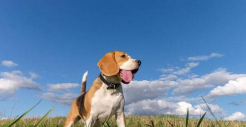 科学补钙，让你的宠物狗更健康（为狗狗提供全面、合理的钙质摄入）