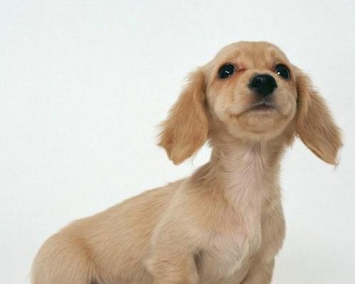 腊肠犬美容全攻略（为您的爱宠打造时尚外表）