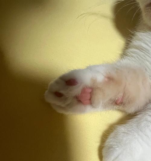 如何修剪猫咪的脚毛？（一步步教你打造干净整洁的猫爪！）