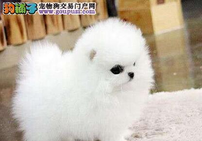 如何正确惩罚博美犬（让宠物成为乖巧的家庭成员）